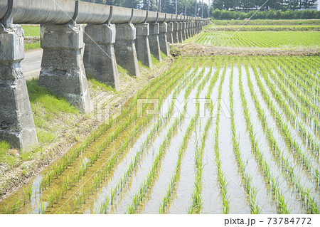 安積疏水と田植えを終えた田んぼ 安積疏水と田植えを終えた田んぼ 73784772