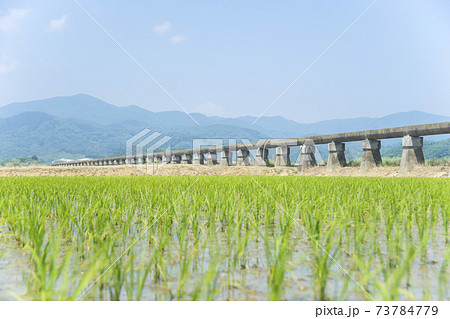 安積疏水と田植えを終えた田んぼ 73784779