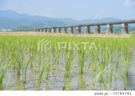 安積疏水と田植えを終えた田んぼ 安積疏水と田植えを終えた田んぼ 73784781
