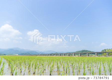 安積疏水と田植えを終えた田んぼ 安積疏水と田植えを終えた田んぼ 73784791