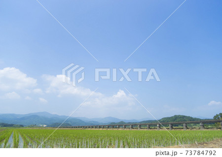安積疏水と田植えを終えた田んぼ 73784792