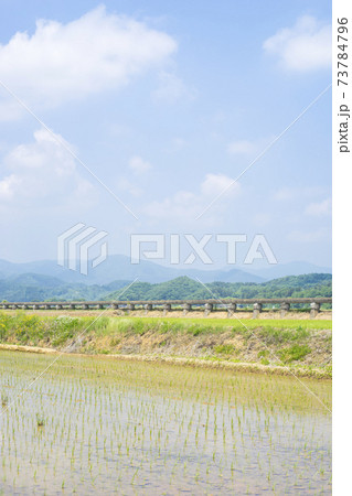 安積疏水と田植えを終えた田んぼ 安積疏水と田植えを終えた田んぼ 73784796