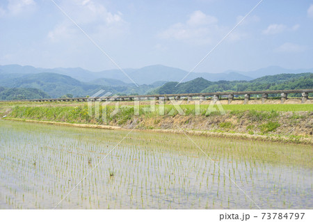 安積疏水と田植えを終えた田んぼ 安積疏水と田植えを終えた田んぼ 73784797
