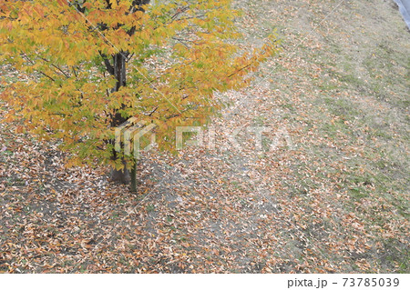 紅葉 紅葉 73785039