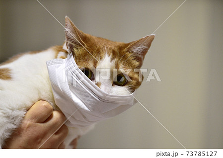 猫 マスク 動物の写真素材 [73785127] - PIXTA