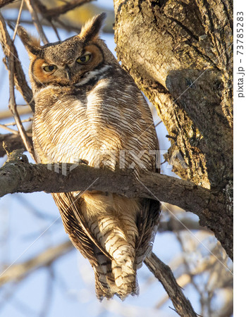 Great horned owl standing on a tree branch, Quebec, Canada 73785283