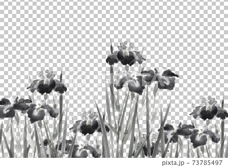 水墨画風水彩:菖蒲 ショウブ 群生風景 和のイメー白バック モノトーン コピースペースあり 水墨画風水彩:菖蒲 ショウブ 群生風景 和のイメー白バック モノトーン コピースペースあり 73785497