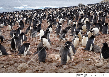 There are many Adelie penguins resting on the gravel by the sea. 73785548