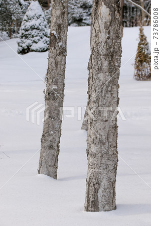 樹木 雪 冬 北海道の冬 公園 植物 積雪 自然 木 北海道 日本 北国 雪国の写真素材