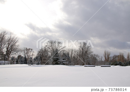 樹木 雪 冬 北海道の冬 公園 植物 積雪 自然 木 北海道 日本 北国 雪国の写真素材