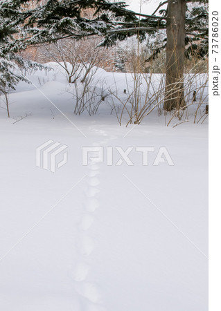 樹木 雪 冬 北海道の冬 公園 植物 積雪 自然 木 北海道 日本 北国 雪国の写真素材