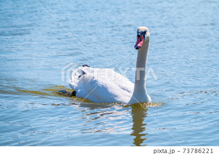 Graceful white Swan swimming in the lake, swans in the wild. Portrait of a white swan swimming on a lake. 73786221