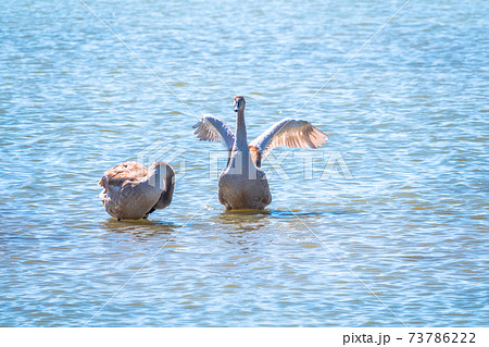 A young brown coloured white swan flaps its wings on the water. 73786222