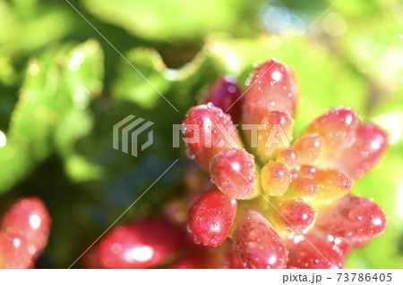 みずみずしい多肉植物セダム みずみずしい多肉植物セダム 73786405