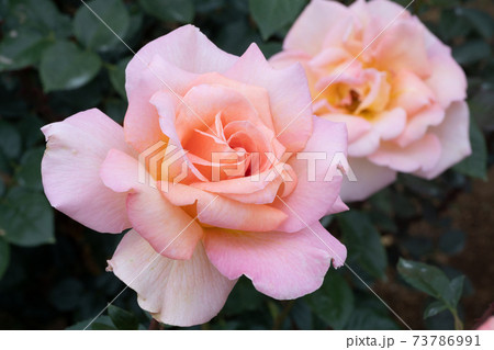 ピンクとオレンジ色のバラの花 ピンクとオレンジ色のバラの花 73786991