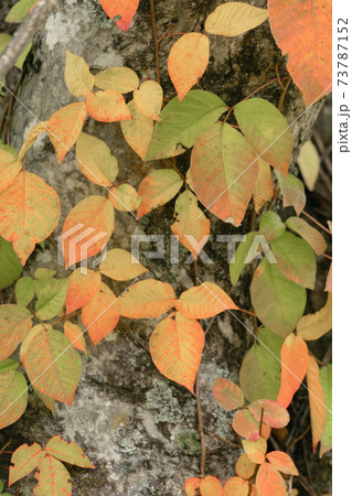 紅葉した木の葉 73787152