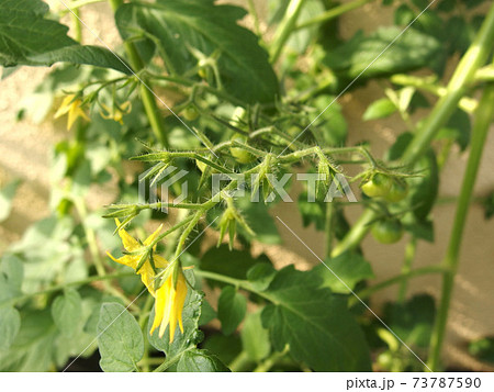 ミニトマトの花 家庭菜園 花 実の写真素材 ミニトマトの花 家庭菜園 花 実の写真素材