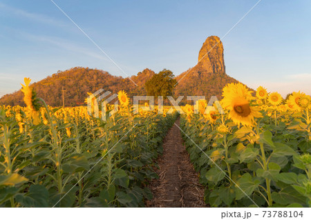 Full bloom sunflower field with mountain in travel holidays vacation trip outdoors at natural garden park in summer in Lopburi province, Thailand. Nature landscape background. 73788104