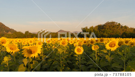 Full bloom sunflower field with mountain in travel holidays vacation trip outdoors at natural garden park in summer in Lopburi province, Thailand. Nature landscape background. Full bloom sunflower field with mountain in travel holidays vacation trip outdoors at natural garden park in summer in Lopburi province, Thailand. Nature landscape background. 73788105