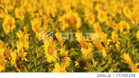 Full bloom sunflower field with mountain in travel holidays vacation trip outdoors at natural garden park in summer in Lopburi province, Thailand. Nature landscape background. 73788106