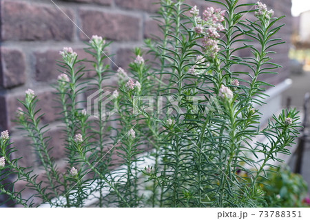 玄関先の植物 ライスフラワー 玄関先の植物 ライスフラワー 73788351