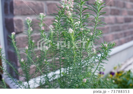 玄関先の植物　ライスフラワー 73788353