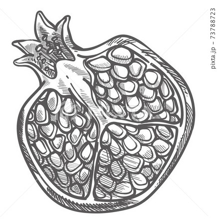 Pomegranate cut half with seeds monochrome sketch 73788723