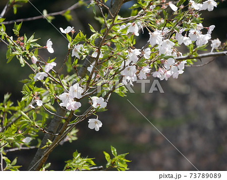 皇居の桜 皇居の桜 73789089