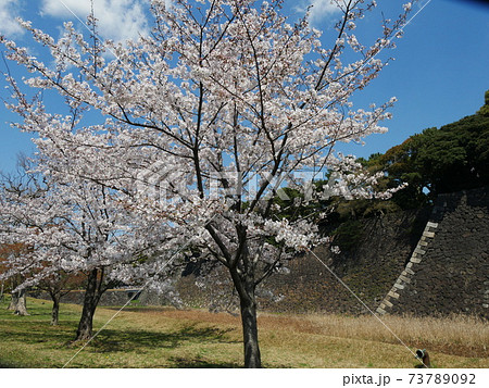 皇居の桜 73789092