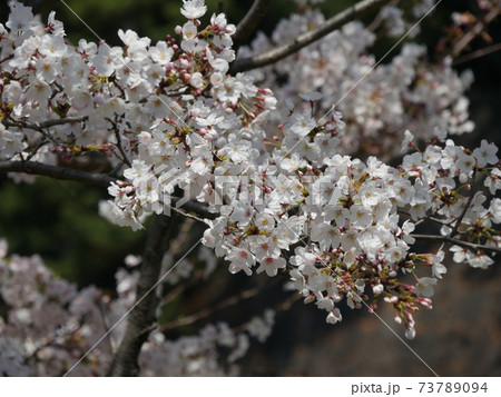 皇居の桜 73789094