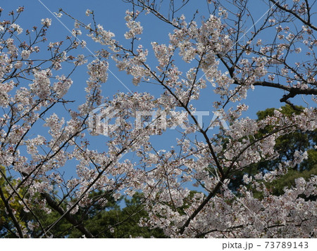皇居の桜 皇居の桜 73789143