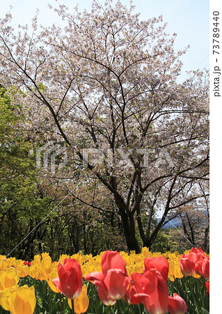 満開の桜ときれいに咲き誇ったチューリップのコントラスト 73789440