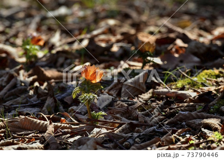 四阿屋山福寿草園地に咲く秩父紅の花 四阿屋山福寿草園地に咲く秩父紅の花 73790446