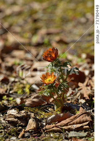 四阿屋山福寿草園地に咲く秩父紅の花 四阿屋山福寿草園地に咲く秩父紅の花 73790449