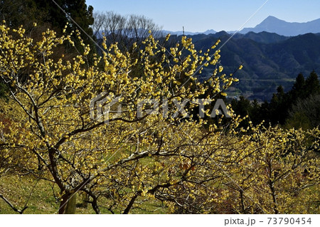 四阿屋山福寿草園地に咲くロウバイの花に武甲山 73790454