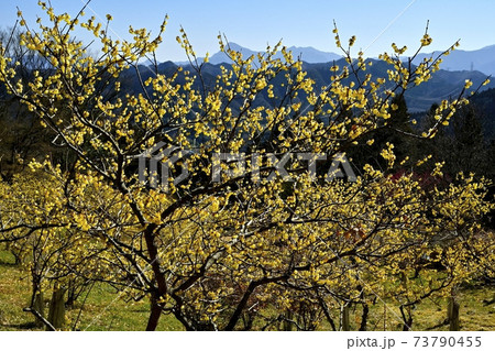 四阿屋山福寿草園地に咲くロウバイの花に武甲山 四阿屋山福寿草園地に咲くロウバイの花に武甲山 73790455