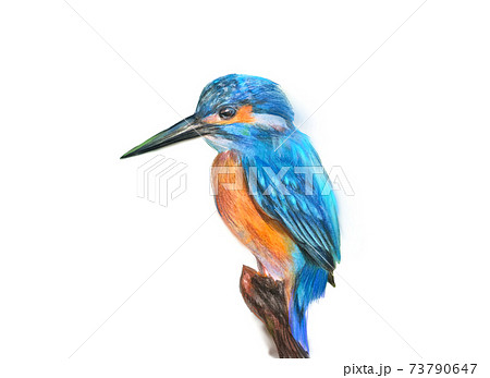 青い宝石のような羽を持つカワセミが自然の中で獲物を狙うイラストの