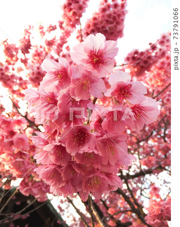 八重桜の花びら 73791066