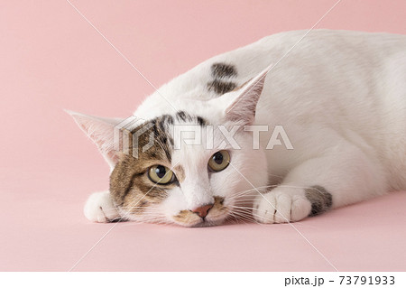 上目遣いの伏せた猫（ジャパニーズボブテイル） 73791933