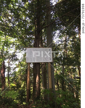 秩父の思いやりの木 73791998