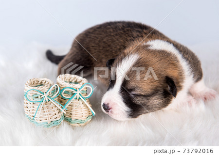 Small Pembroke Welsh Corgi puppy dog with shoes 73792016