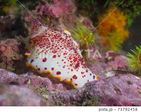 チリメンウミウシ (メルギー諸島、ミャンマー) チリメンウミウシ (メルギー諸島、ミャンマー) 73792458