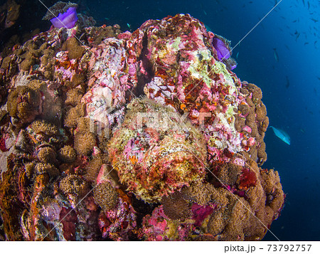 岩に擬態するオニダルマオコゼ メルギー諸島 ミャンマー の写真素材