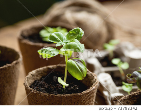 Basil seedlings in biodegradable pots on wooden table. Green plants in peat pots. Baby plants sowing in small pots. Trays for agricultural seedlings. Basil seedlings in biodegradable pots on wooden table. Green plants in peat pots. Baby plants sowing in small pots. Trays for agricultural seedlings. 73793342