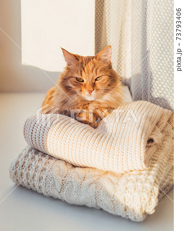 Cute ginger cat lies on pile of cable-knitted sweaters. Winter sunset. Fluffy pet on window sill with warm clothes. Cute ginger cat lies on pile of cable-knitted sweaters. Winter sunset. Fluffy pet on window sill with warm clothes. 73793406