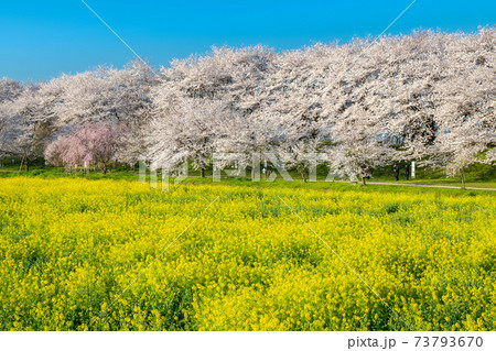 3月埼玉・幸手 幸手権現堂桜堤の桜と菜の花 3月埼玉・幸手 幸手権現堂桜堤の桜と菜の花 73793670