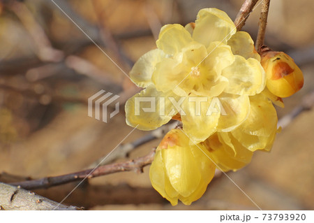 蝋梅 蝋梅 73793920