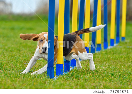 Agility Dog in action Agility Dog in action 73794371