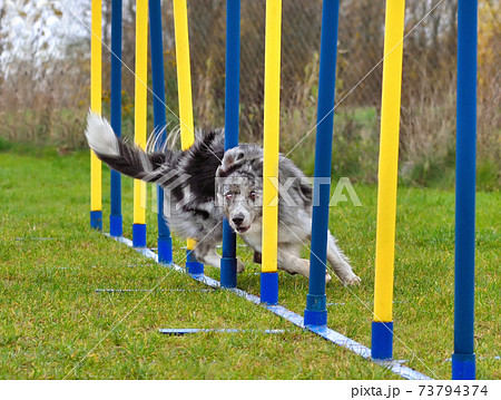Border collie doing slalom in agility Border collie doing slalom in agility 73794374