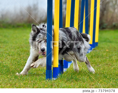 Agility dog doing slalom Agility dog doing slalom 73794378